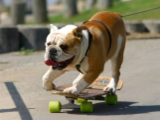 Skating Bulldog